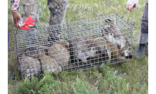 Дорнодод 50 толгой тарвага нэмж нутагшуулжээ