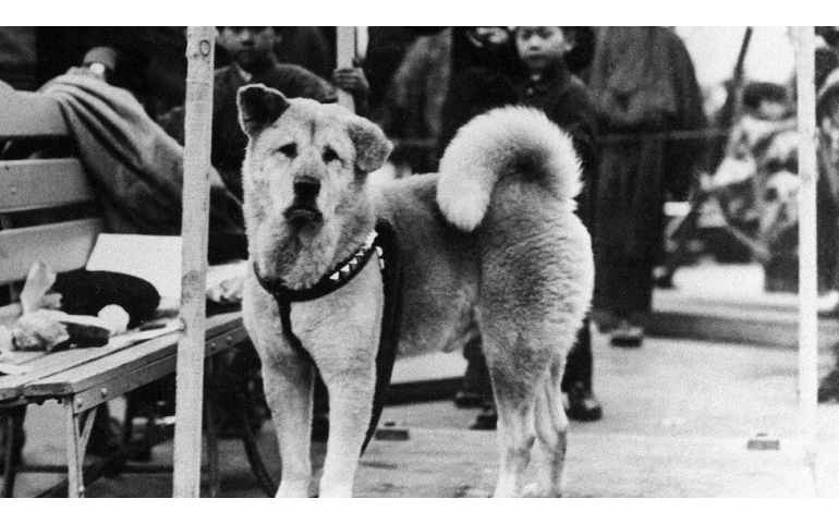 Хачико нохойн 100 насны ойг төрсөн хотод нь тэмдэглэнэ